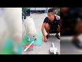 Most INSANE Dog and Cat Videos of 2024