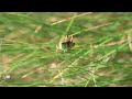 Closeup look at a grasshopper wistling with his legs