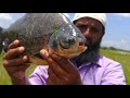 Big piranha Fish Catching||Rohu Fish hunting|Red bellied Fish Catching|Rohu Fishing|piranha Fishing