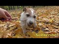 Dog DIGGER. Autumn walk with a DOG in the FOREST. Dog and autumn / Funny jack russell terrier