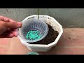 Don't waste your money, you can propagate any plant at home very simply | Relax Garden