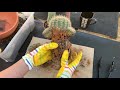 Let's Repot a Cactus | Removing Pups, Change Soil and More!