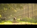 beautiful sheep wildlife animals videos