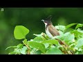 Nature Birds Sounds For Relaxing | Most Amazing Birds of the World | Stress Relief | No Music