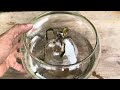 This Magic Water Makes 1 Orchid Root Instantly Revive Very Easily