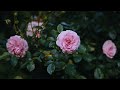 Rose (Sony A7IV)