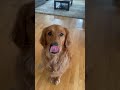 Golden Retriever’s Knock Knock Joke 4!