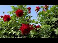 Early Blooming Roses at Keisei Rose Garden. 京成バラ園の早咲きのバラたち #rose #バラ #ばら #roses