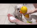 How to train a dog that hates water