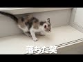 子猫のごはんへの執着心がすごくて体をよじ登ってくる【保護猫・元野良猫】