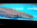Best Arapaima Fish Collection at Drogo Pets