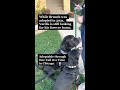 Shelter Dog Reunited with his Sister - Embark Dog DNA Test - Relative Finder Feature