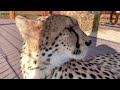 A new world behind the window! Cheetah Gerda bit Masha out of over-excitement!