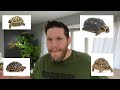 Top 3 tortoises to buy in 2024