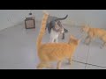 😂 A fun day with adorable cat actions 🤣😻 Best Funny Video Compilation 🙀😂