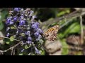 motyl dostojka dia (Boloria dia; Violet Fritillary butterfly)
