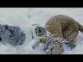 Cute Baby Animals - Explore The World Of Super Beautiful Wild Animals With Soft Music