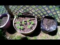 May 18, 2024. Update on my cannabis garden.