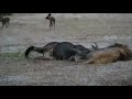 Lions vs Wildebeest vs Wild dogs