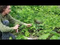 Syntropic Agroforestry: 14 Months old Food Forest - temperate climate (Europe) - Management & Tour