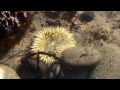 Seashore Life: Tide Pools at Leo Carillio State Park 720p HD V08156