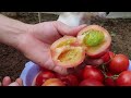 Growing tomatoes in plastic containers gives 3 times more yield, if you do it this way