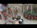 15 years old banyan tree bonsai (update)