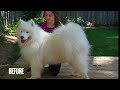 Most difficult job I've ever done | Samoyed Dog