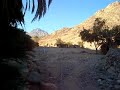 The Wadi Kid Oasis with goats and palm trees