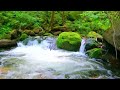 Gentle Healing Music For Nervous System Relief, Restore Inner Harmony 🌱 Piano Soothing Music