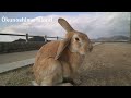 [Hiroshima, Okunoshima] Healing Experience on Rabbit Island!