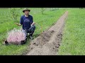 Real life. How we plant and save our potato seed (and it works)!