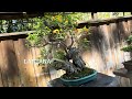 Bonsai Pavilion at San Diego Zoo Safari