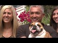 Hyperactive Bulldog Has No Boundaries! | Season 8 Episode 3 | Dog Whisperer With Cesar Millan