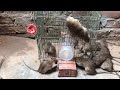 Best Rat Trap 2019 🐀 15 Mice in trapped 1 Hour 🐭 Mouse/ Rat trap 👍 How to Make Rat Trap