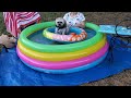 Pets float for pool