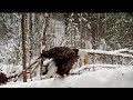 Mitten Trail Cams Ep. 3: A Trail Through the Forest.