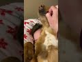 Guilty Looking Dog Won't Give Up What's In Their Mouth 👀 (🎥: TT/mygirlharper)