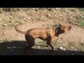 Dogs teaching other K9’s to play nicely, sounds like aggression but is it?