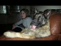 This is why GERMAN SHEPHERDS are the FUNNIEST DOGS