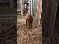 She is 3/4 California Red sheep. She is sick 😢 LA200 for a few more days.