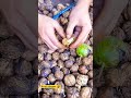 walnut harvest & cracking, satisfying seasonal fruits In Beautiful Nature #shortvideo #ytshorts