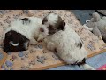 Puppy is Not Happy - Day 30 - Puppies Journey