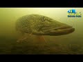 A moment with pike / Underwater video