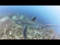 Scuba diving In Malapascua, Philippines with Thrasher sharks