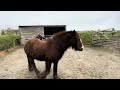 Rescue pony is becoming to dangerous to handle!! How can I help?