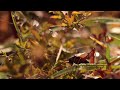 Dark bush-cricket walking