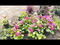 Plant nursery visit,Haldwani,Uttarakhand, Beautiful flower Nursery,Must visit place for flower lover