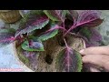 How To Propagate Coleus Plant From Cuttings | Coleus Ki Cuttings Lagane Ka Sahi Tarika | UrduHindi