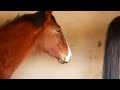 New video about the life horses #1 / Конi Vagavozi #2024